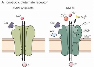 Glutamate receptor