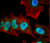 Alpha Synuclein Products