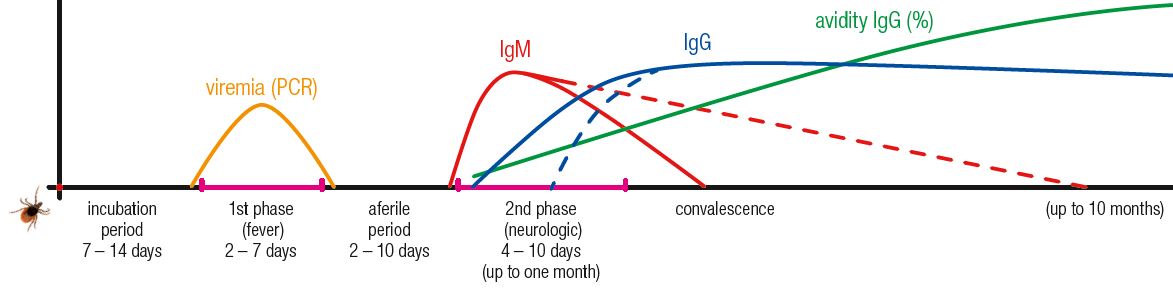 TBEV infection