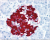 PathPlus™ Cancer Vimentin Antibody LS-B16168