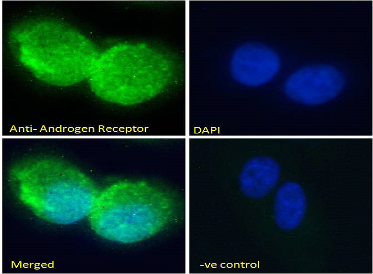 EB06441 Immunofluorescence analysis of paraformaldehyde fixed U2OS cells, permeabilised with 0.15% Triton.