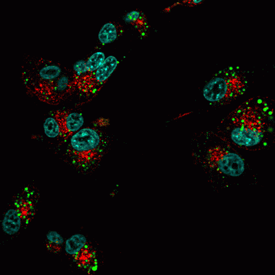 Transferrin Conjugates