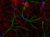 SySy-nanotag-image-2-Right