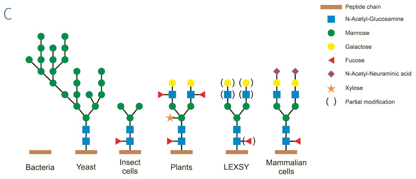 Glycosilation