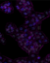 NaveniFlex[TM] Cell