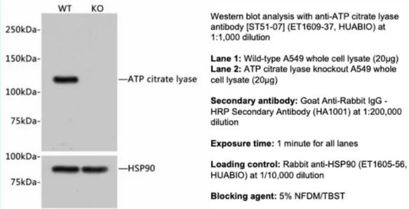 Huabio ATP Citrate Lyase Mab