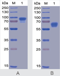 Human SIRPα, hFC-His Tag (A) and CD47, mFc-His Tag(B) on SDS-PAGE under reducing condition