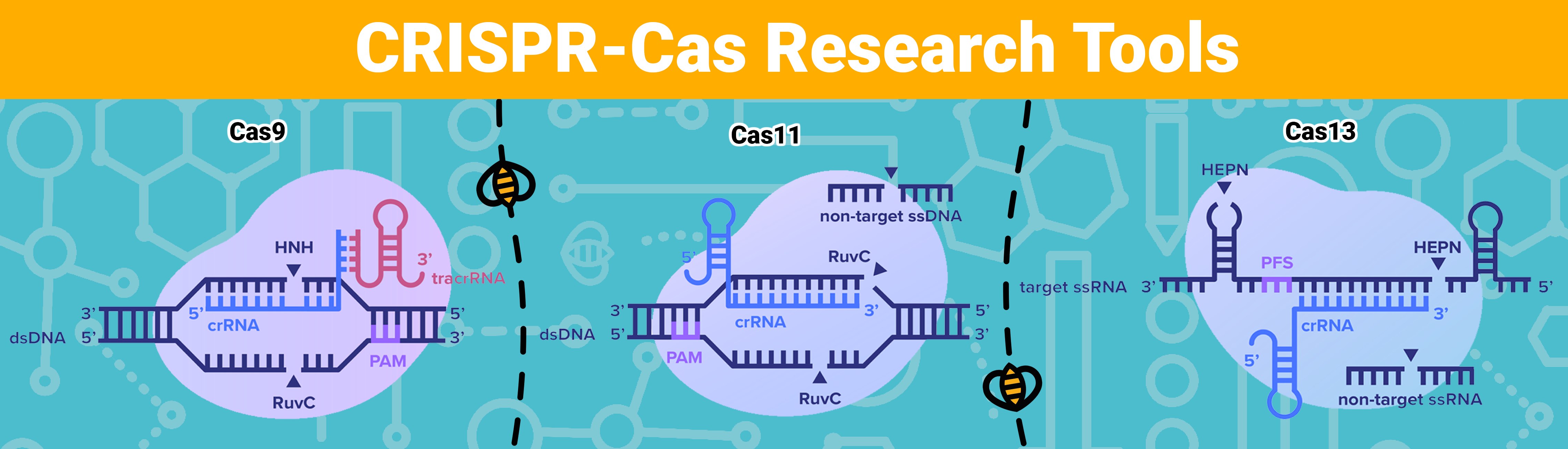CRISPR-Cas