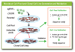 Knockout cells