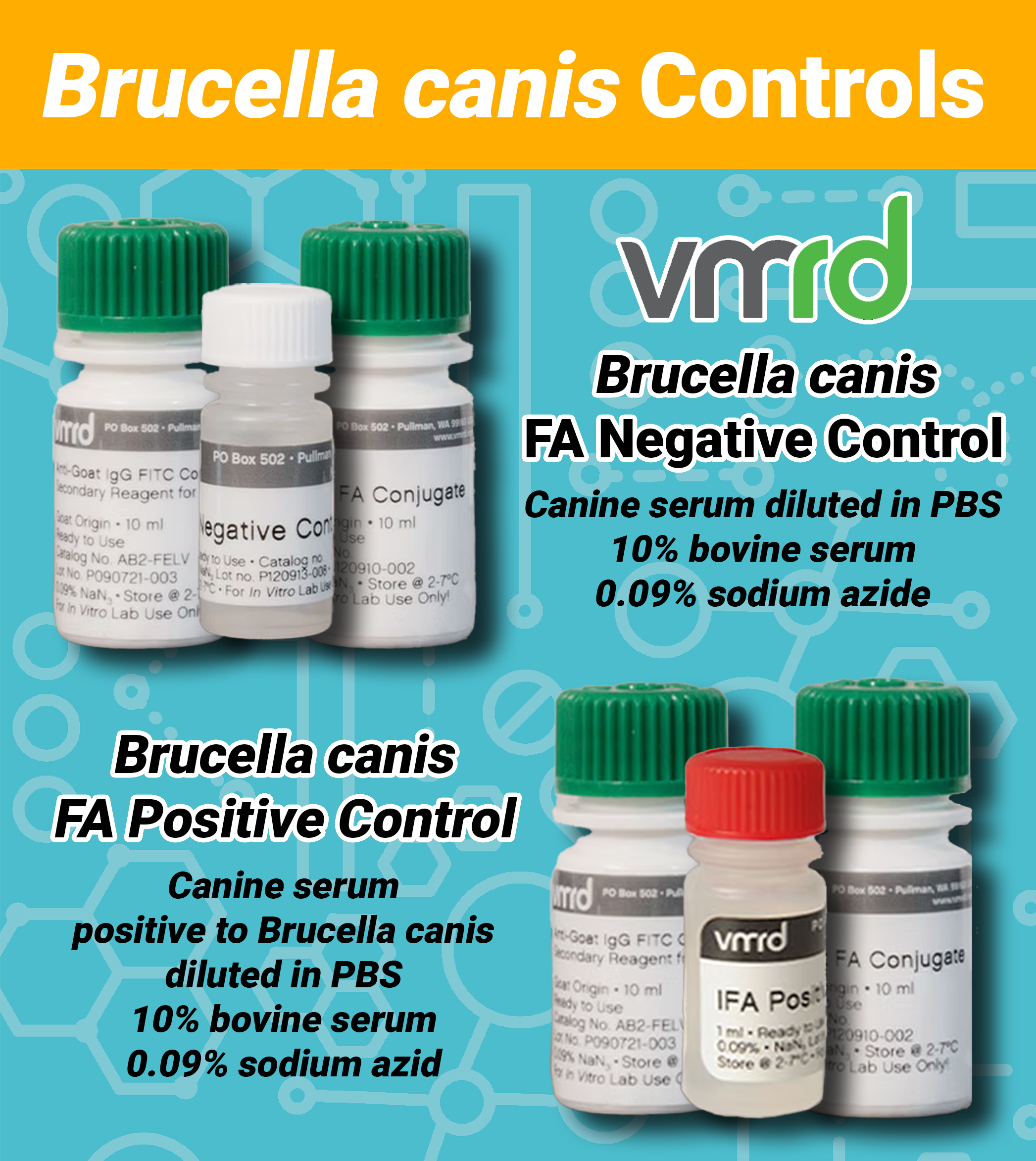 B canis