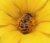 Bee Blog January 2019
