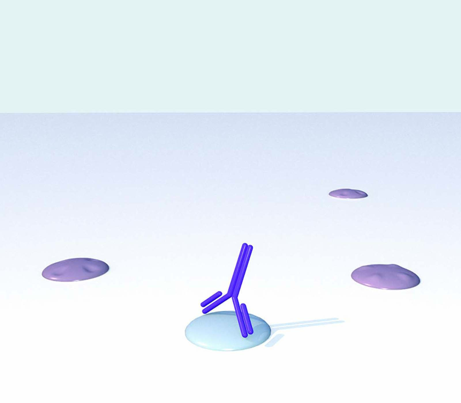 Primary Antibodies + Lectin IHC step