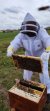 A Beekeeper’s Journey – Part 3: You Will Get Stung!