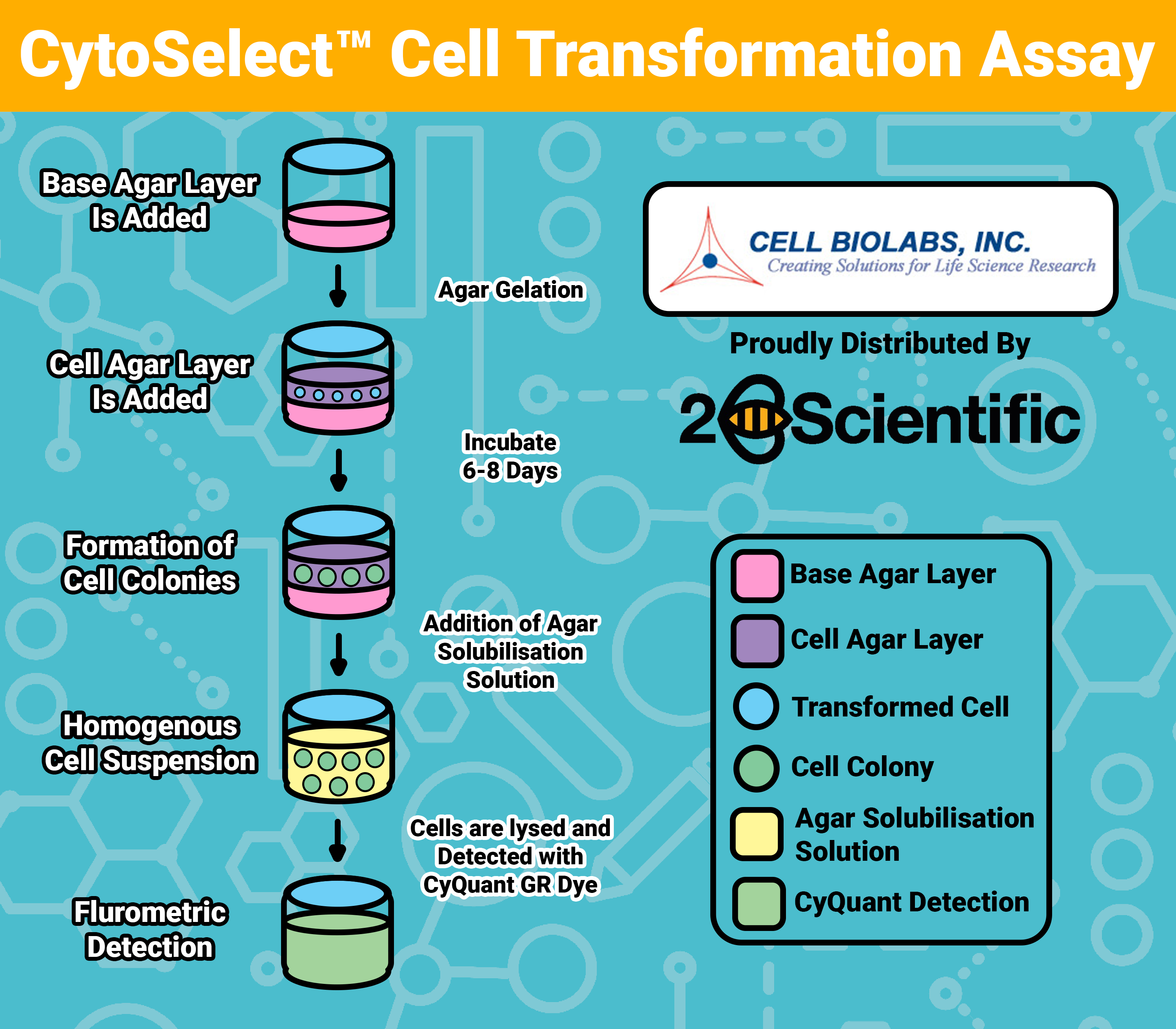 Cell Biologics CytoSelect