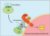 Cell-Sciences-2