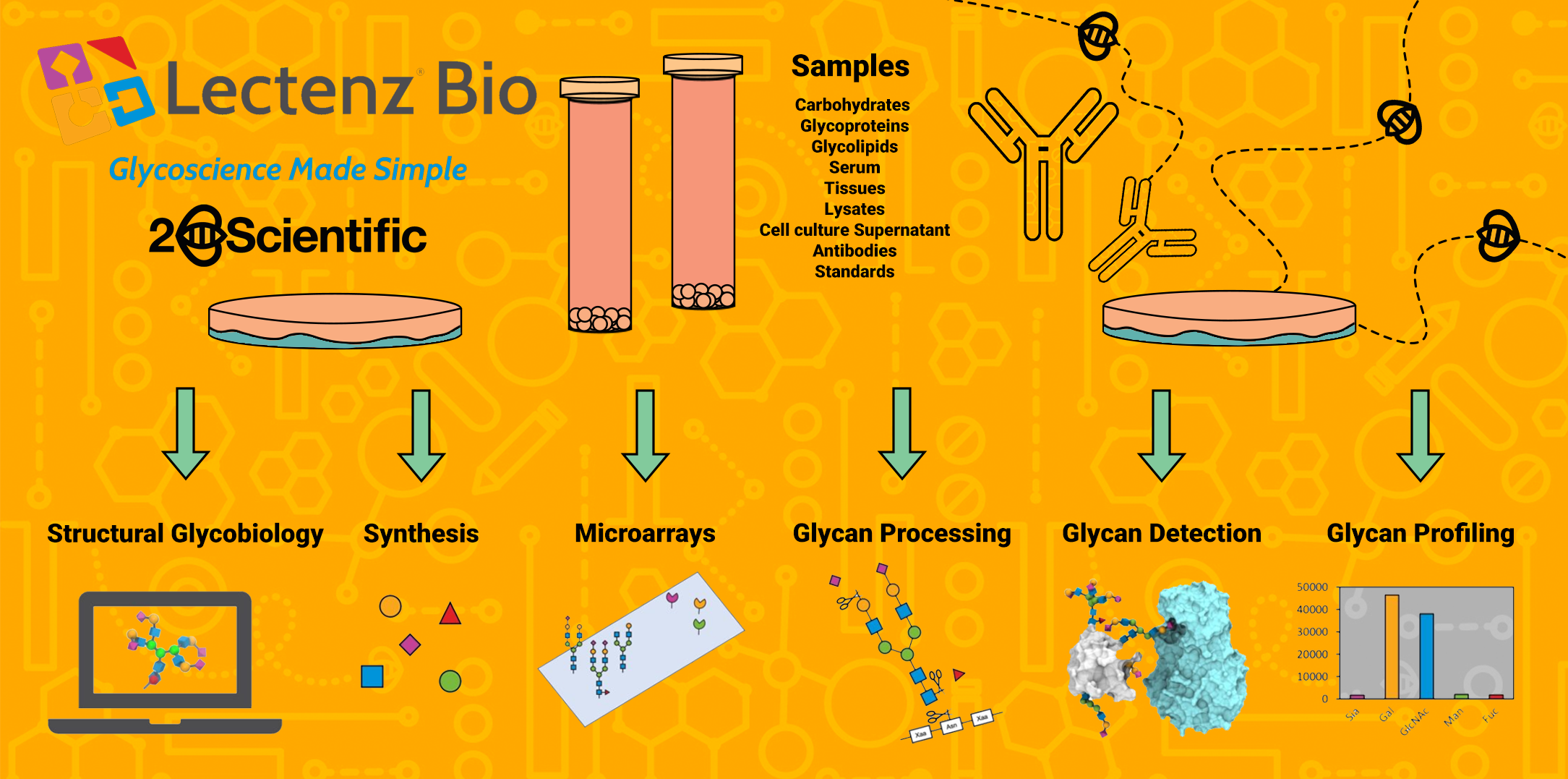 Glycoscience made simple wuth Lectenz