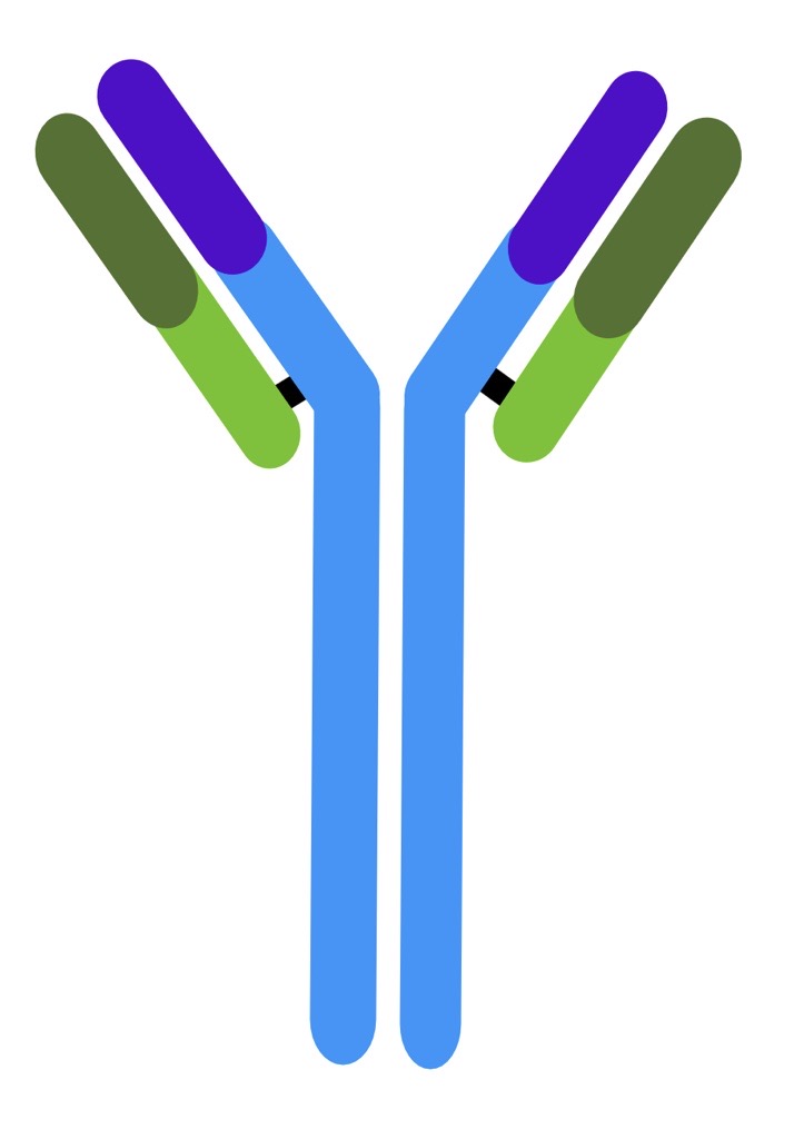 IgE Structure