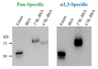 SiaFind reagents Western Blot