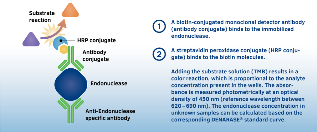 Progen endonuclease ELISA