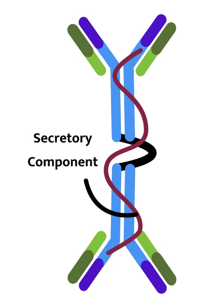 IgA Structure