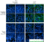 Tau phosphorylation and fibrillization can be detected using monoclonal antibodies. SMC-601 detects phosphorylation at Ser202 and Thr205, which occurs in PHF tau. SMC-607 and SMC-608 were raised against Tau441(2N4R) P301S PFFs (SPR-329).