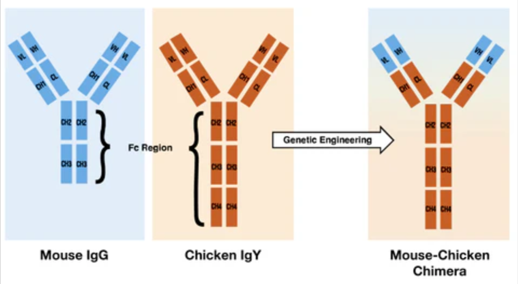 Antibodies Inc neuromab