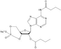 Dibutryrl cAMP