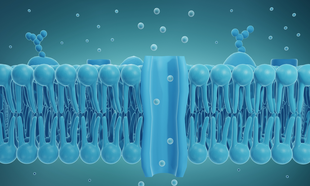 Transporters & Ion Channels