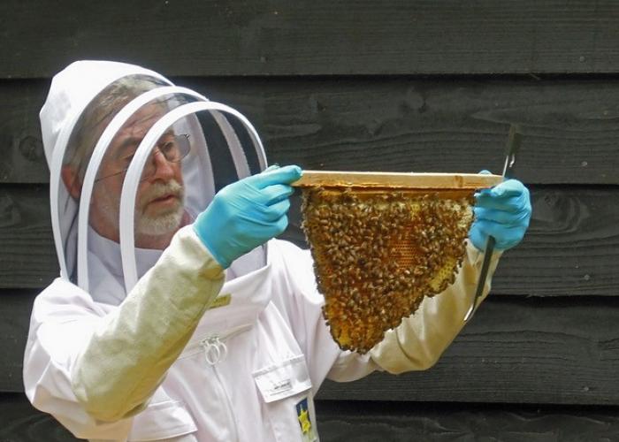 Bee Blog September 2017