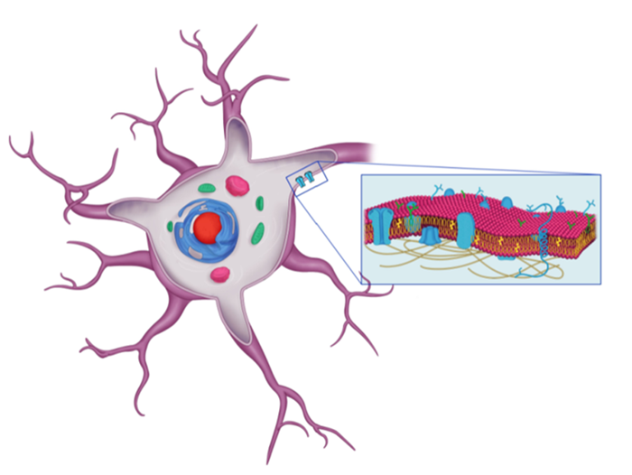 Cytoplasmic Markers