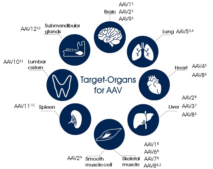 Target-Organs for AAV