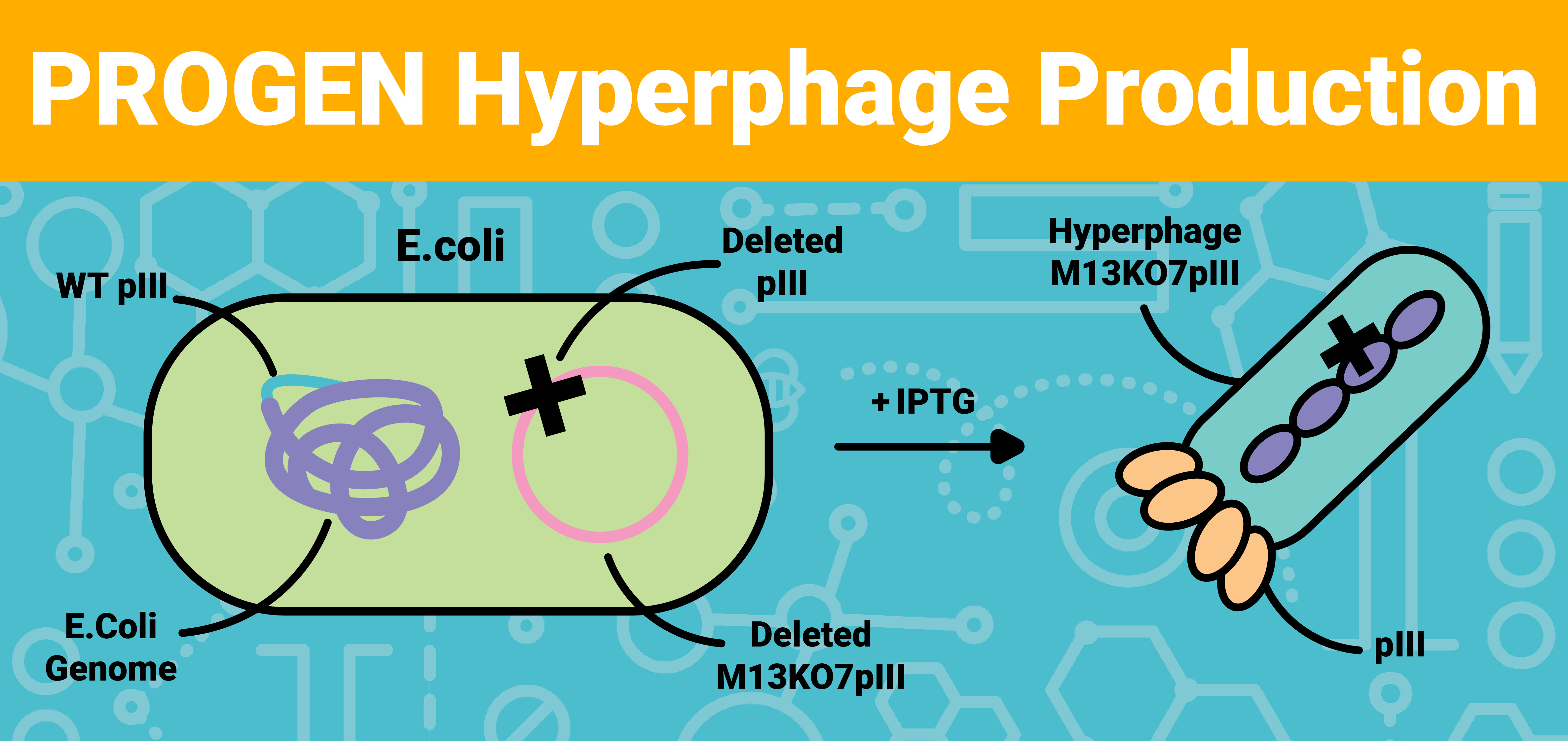 Hyperphage