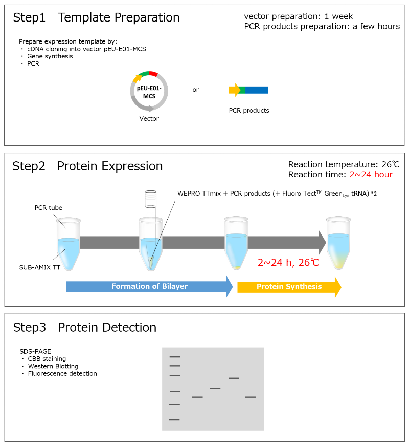 PremumOne Expression Kit