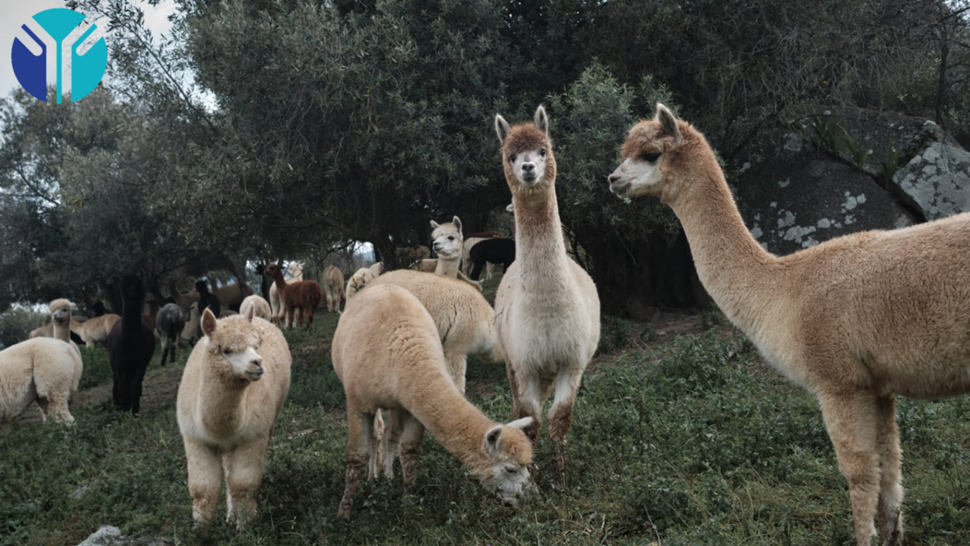 Afrobodies Alpaca Farm