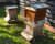 Bee Blog - May 2021