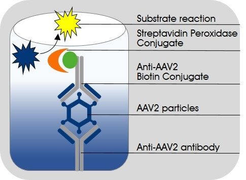 Schematic illustrating the sandwich ELISA