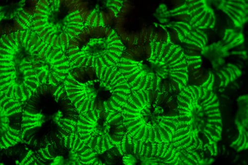 Agrisera-GFP