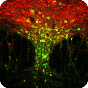Anti-GFP-rund