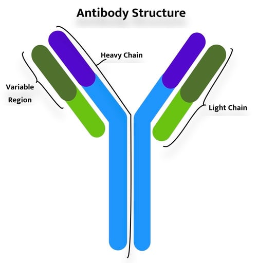 Antibody-Structure