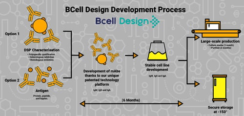 BCell-Design-development-process-image