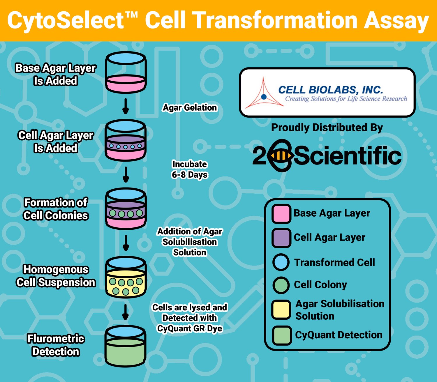CellBiolabs-CytoSelect