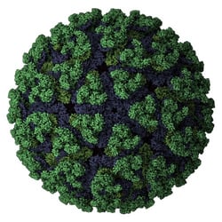 Chikungunya-Virus-3-(L)