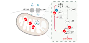 Cuproptopsis-arigo-Bild