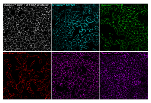 GlycoLiner_Biotium