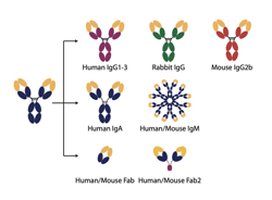 Human_Maus-Fab