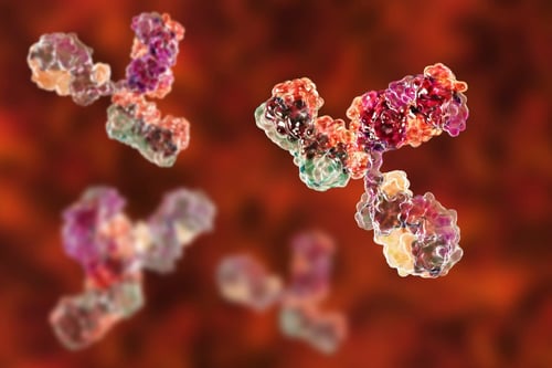 Invivo-Stock-Antikörper-Bild für Stab1