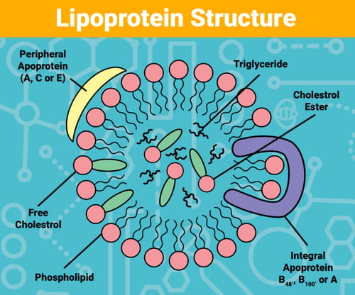 Lipoproteins
