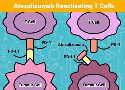 PD1-Atezolizumab-1
