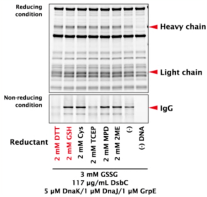 Purefrex-Synthesis-of-IgG-electrophoresis