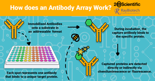 RayBio-Arrays2